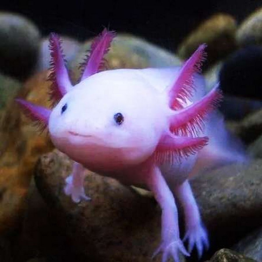 Рыба Лунтик аксолотль