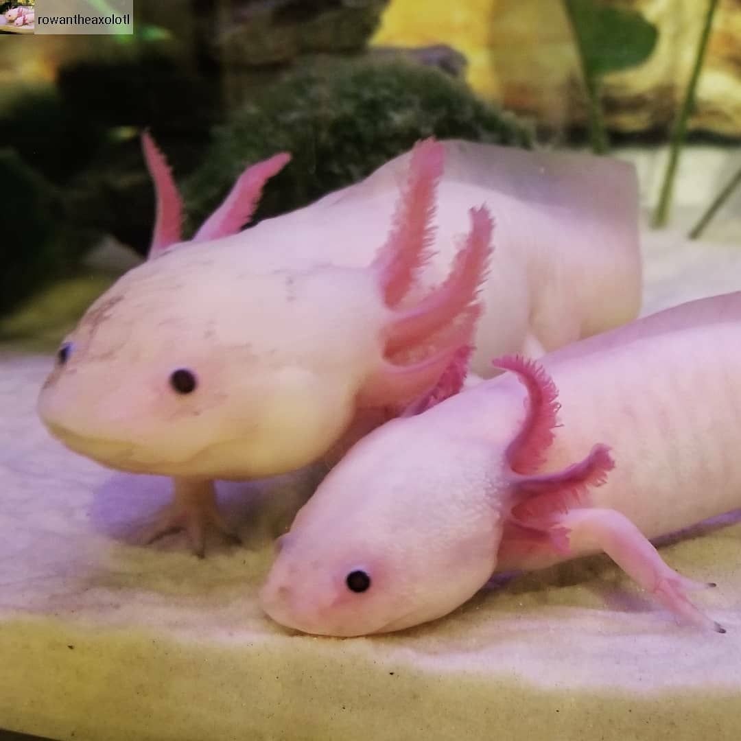 Мексиканский водяной дракон аксолотль