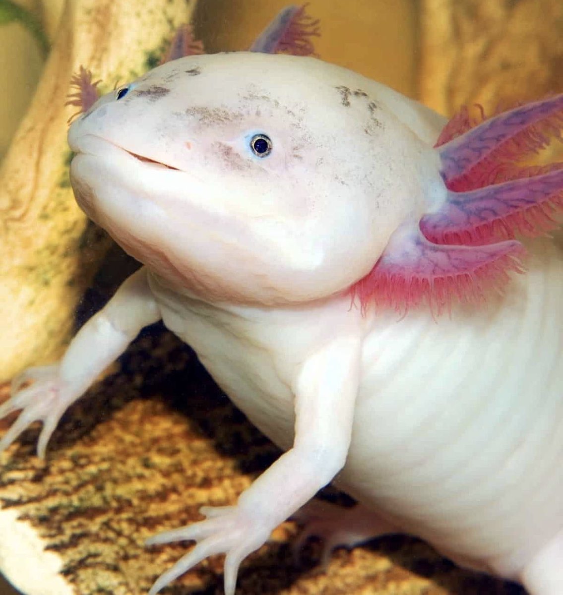 Аксолотль личинка амбистомы