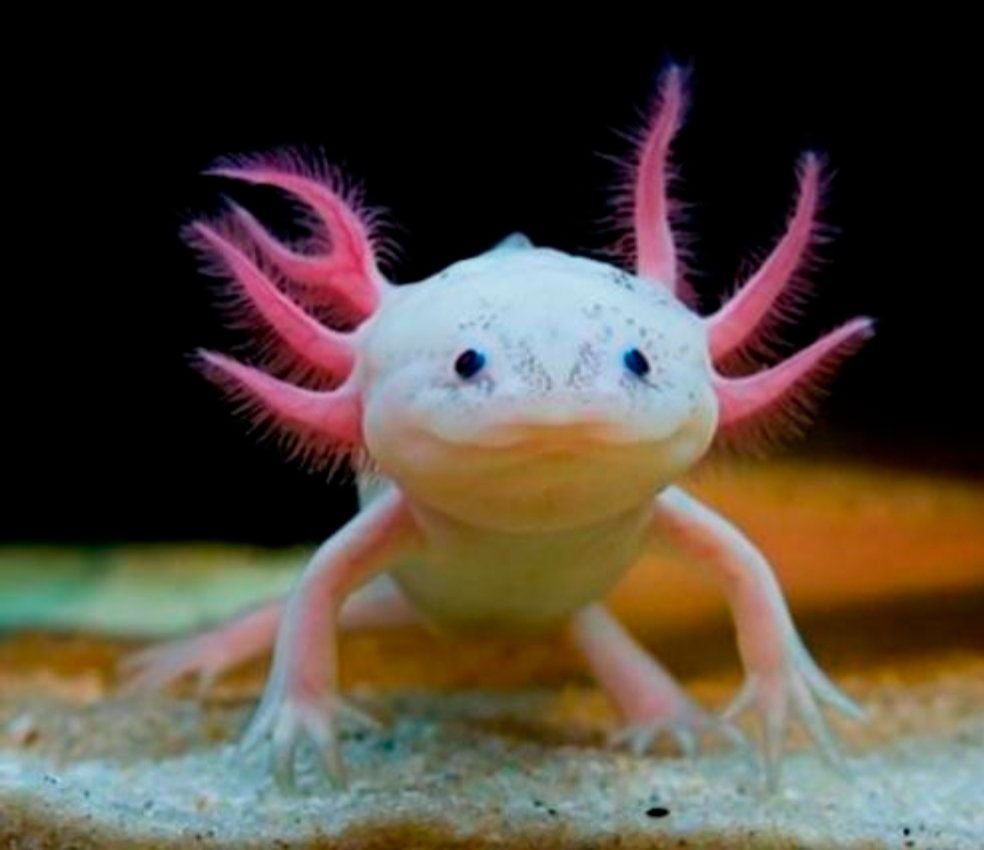 Аксолотль розовый