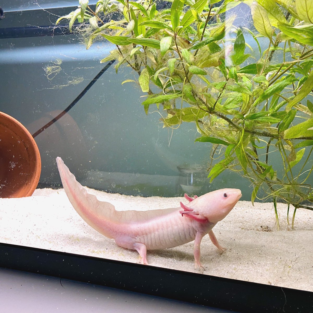 Робот аксолотль