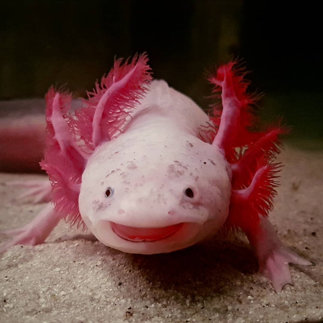 Аксолотль мексиканской амбистомы