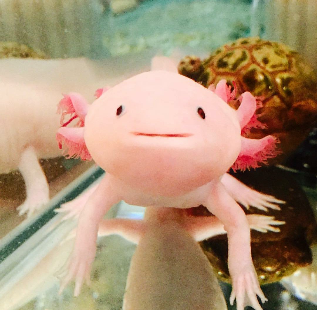 Рыба Лунтик аксолотль