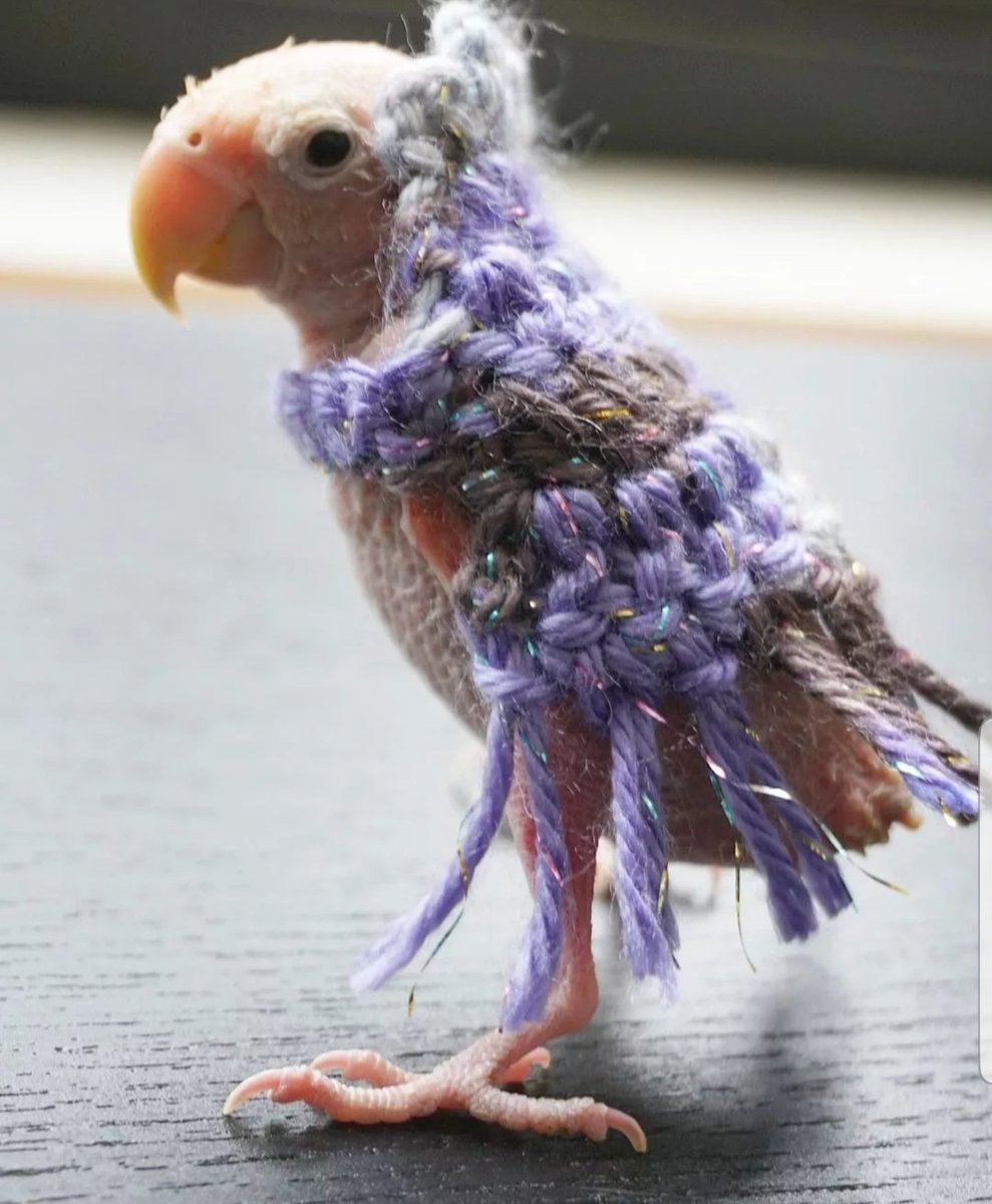 Забавные попугаи