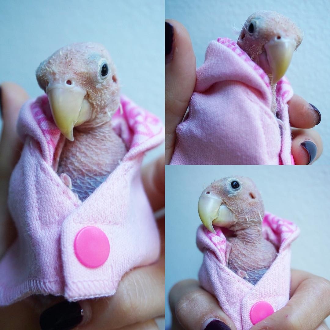 Одежда для волнистого попугайчика