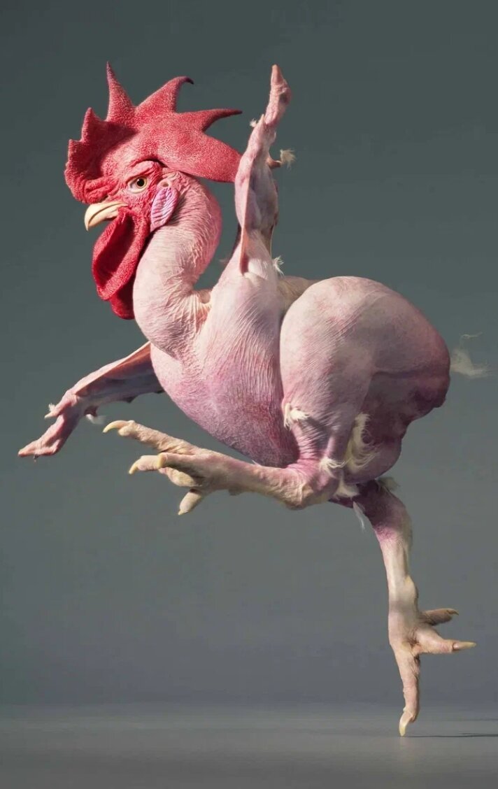 Толстая курица