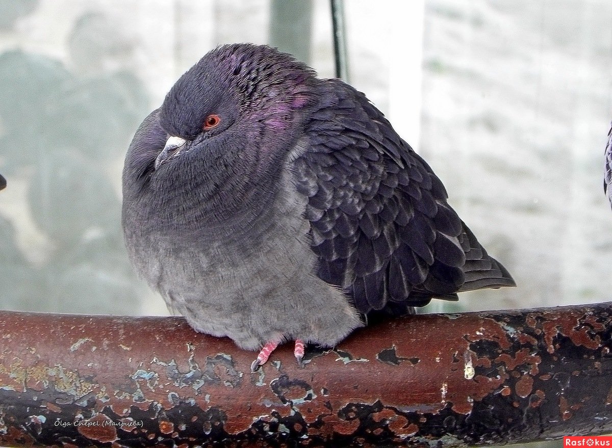 Жирный голубь