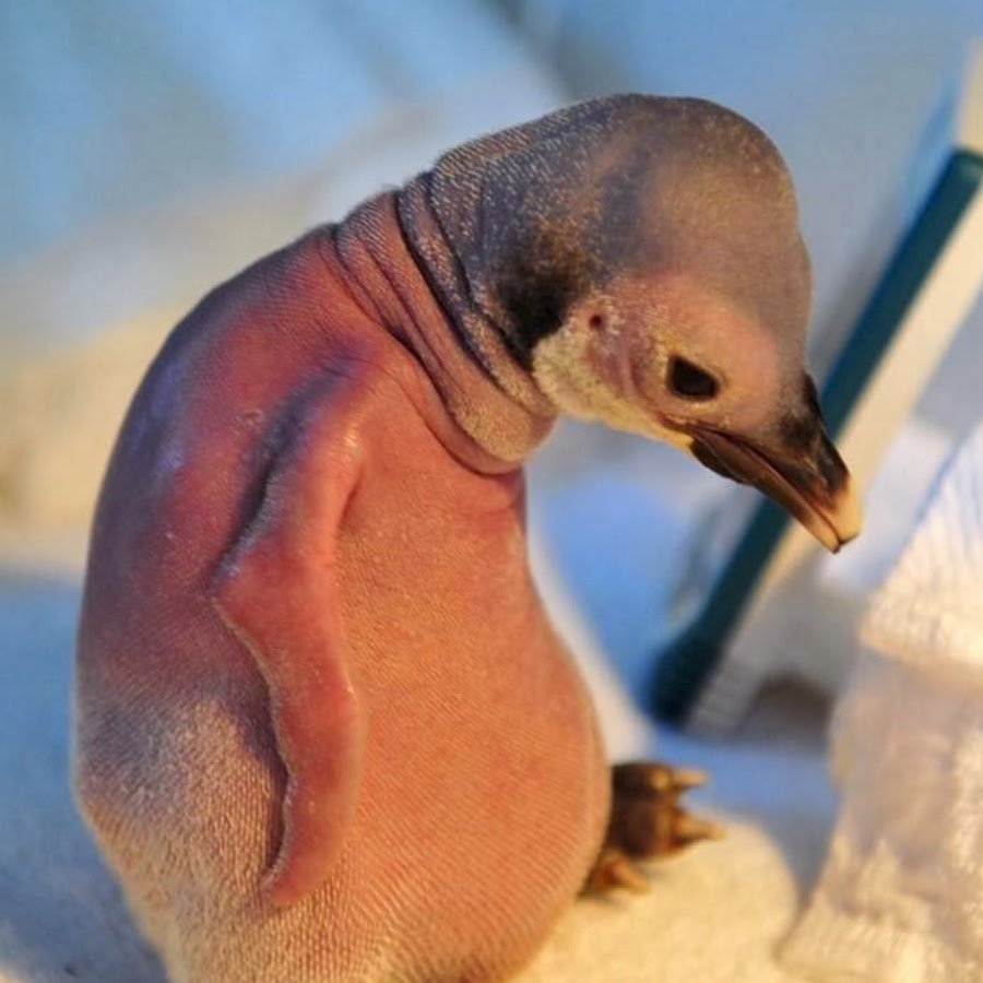 Пингвин без перьев