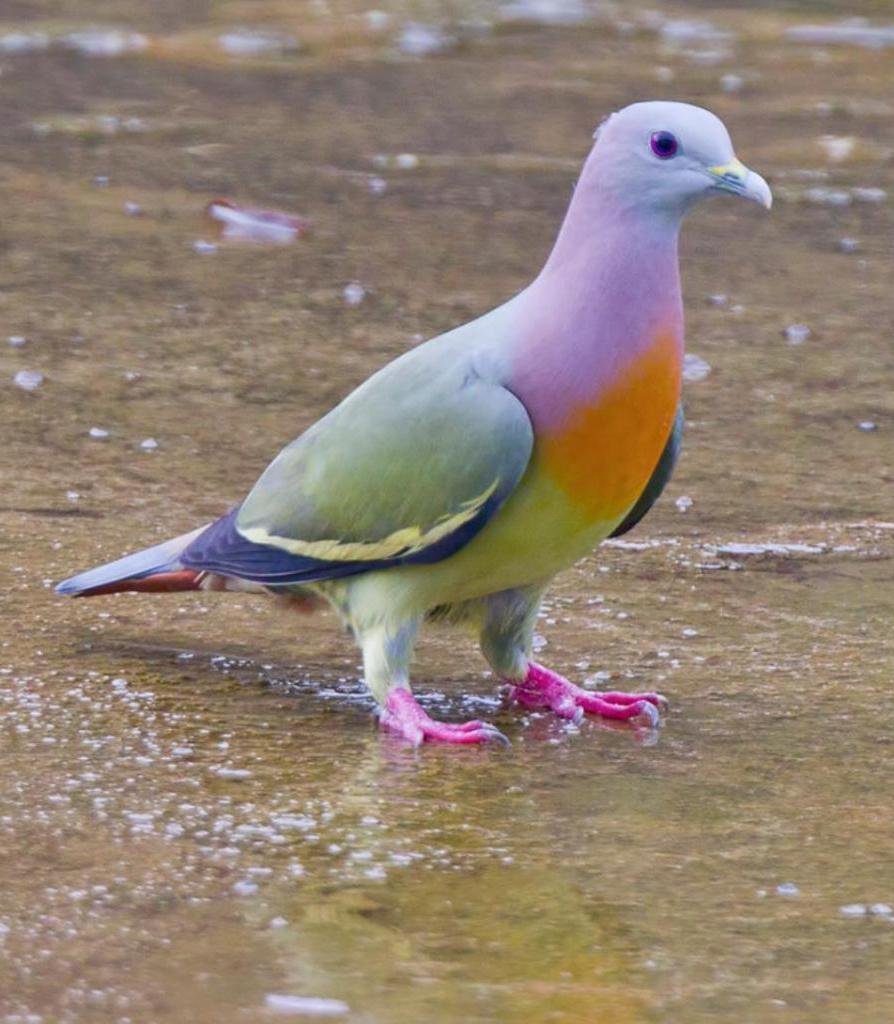 Saddle Frillback Pigeon
