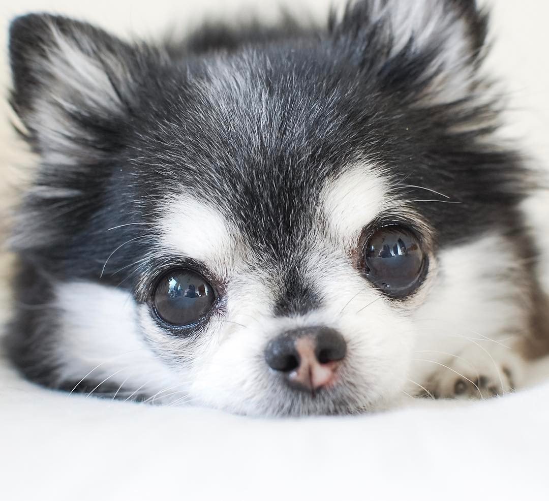 Милые собачки