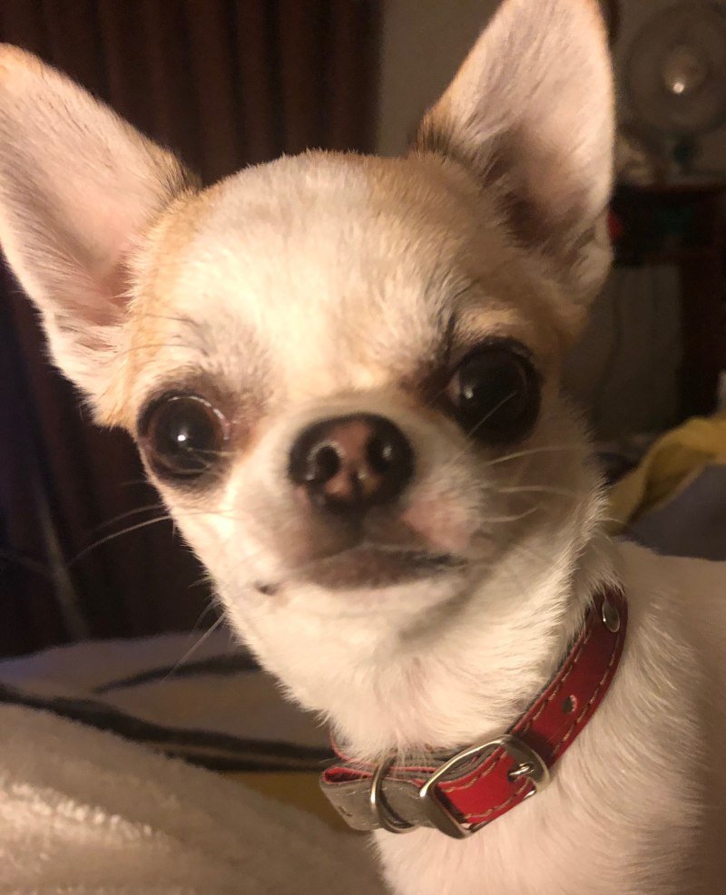 Чихуахуа Пучеглазик