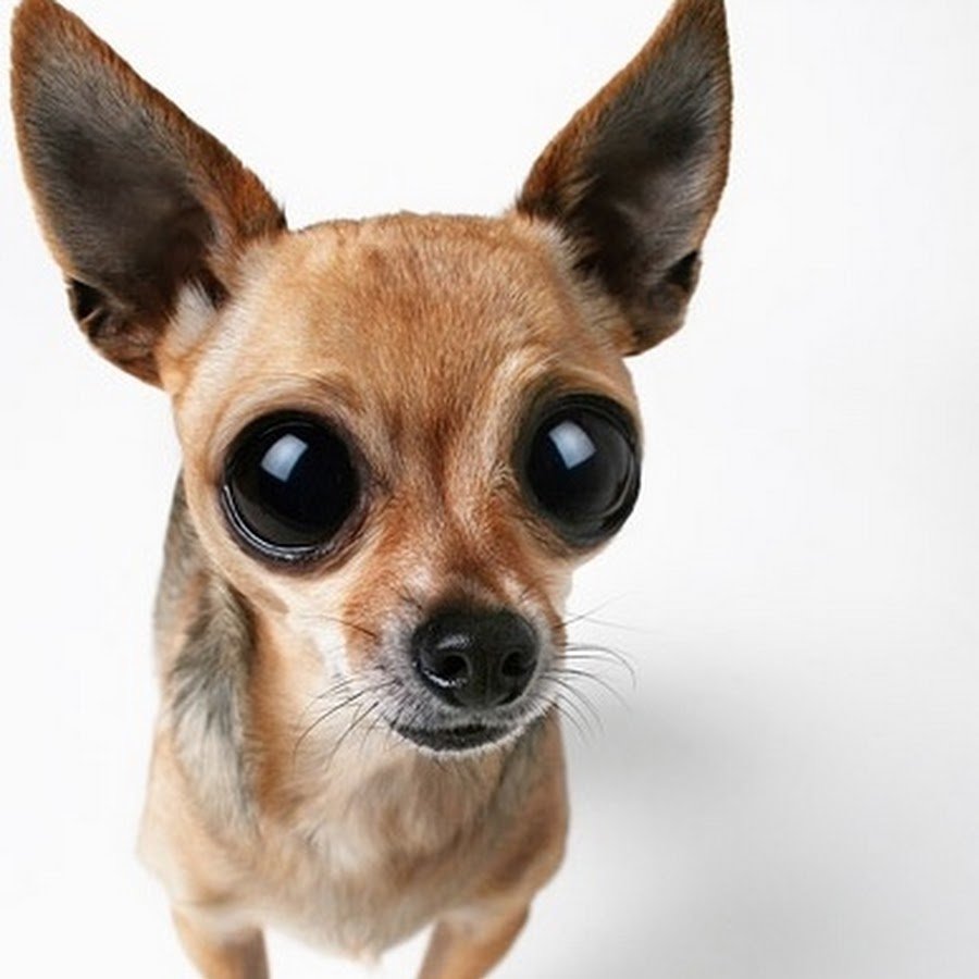 Косоглазие у чихуахуа