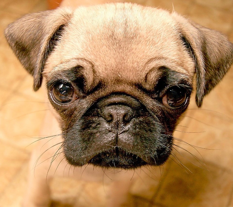 Пучеглазый Мопс