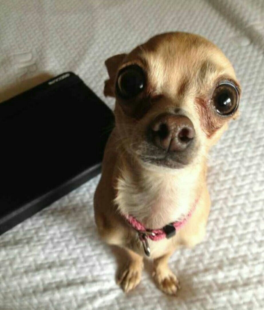 Смешные собачки