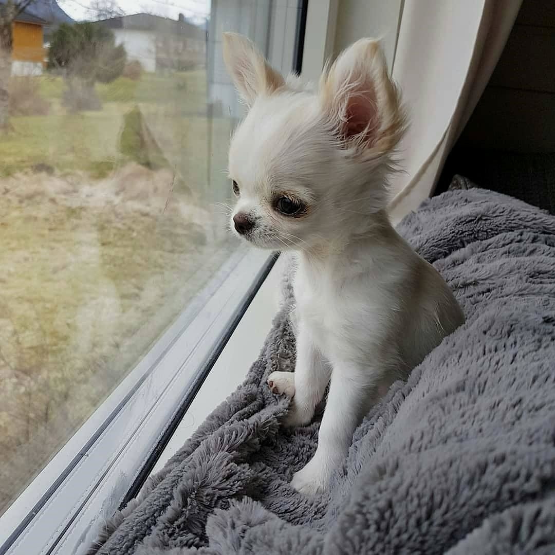 Белые собачки чихуахуа