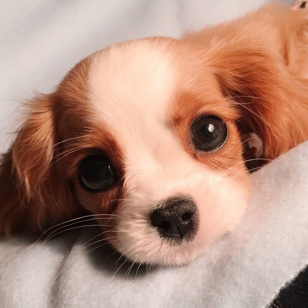 Кавалер-Кинг-Чарльз-спаниель Несса