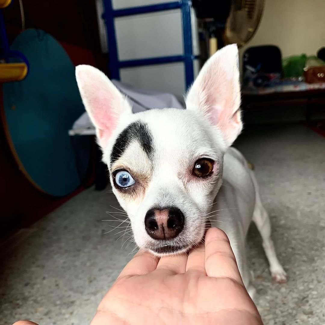 Гетерохромия у чихуахуа