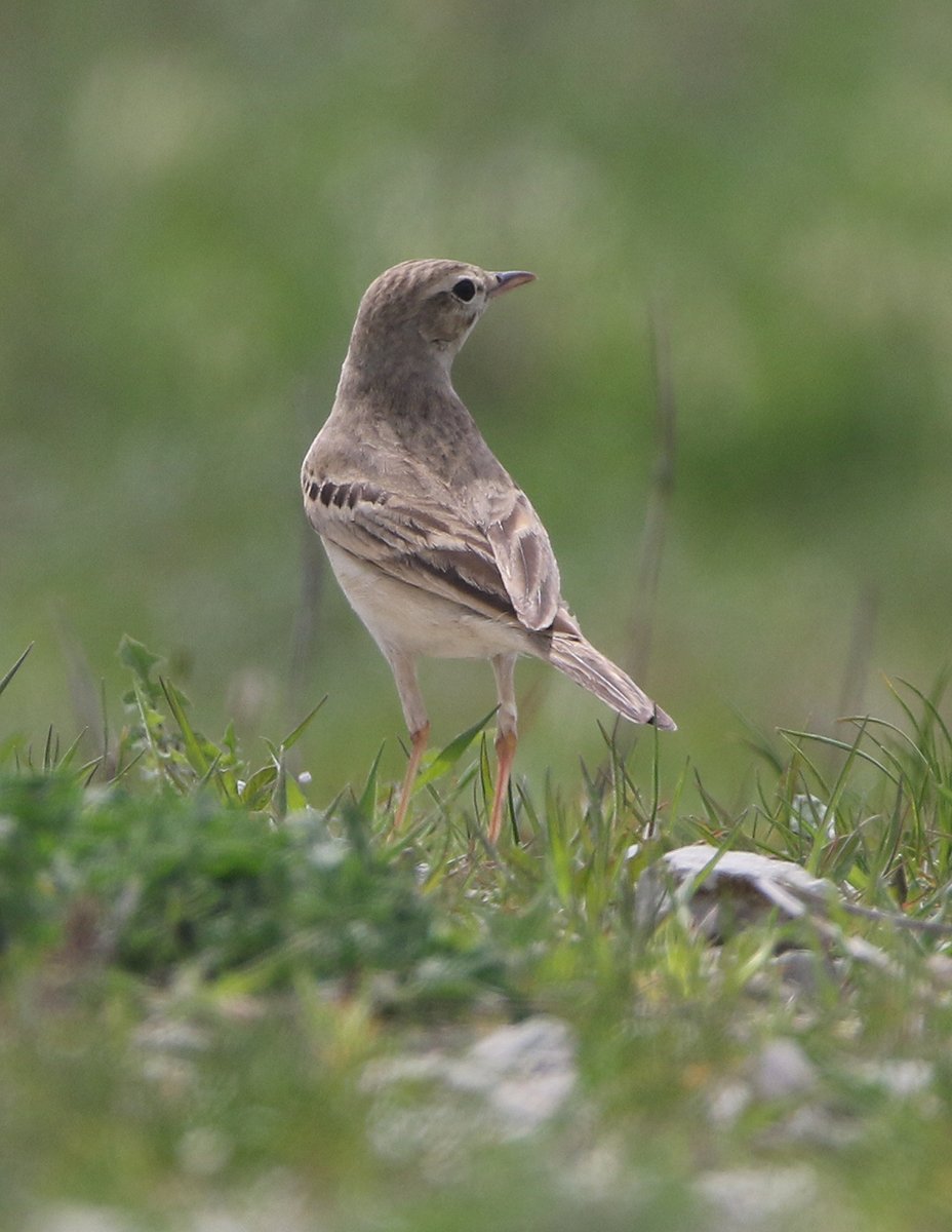 Конек полевой