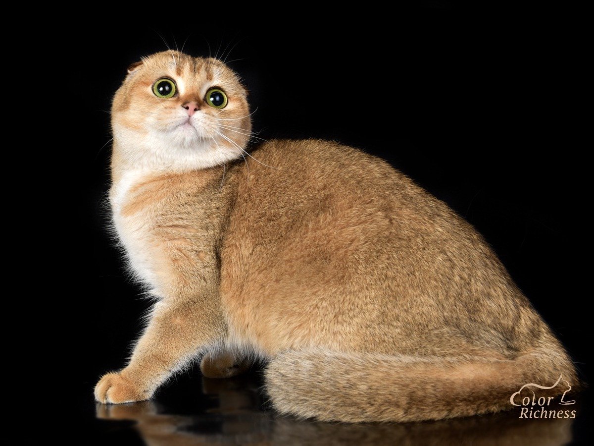 Шотландская Золотая шиншилла скоттиш фолд