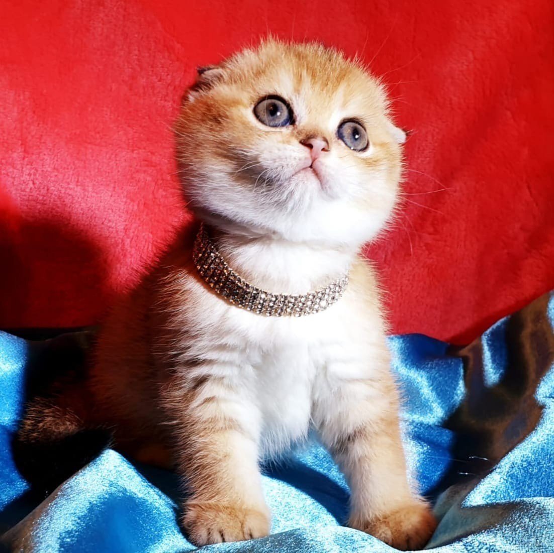 Золотистый шотландец Стрежевой