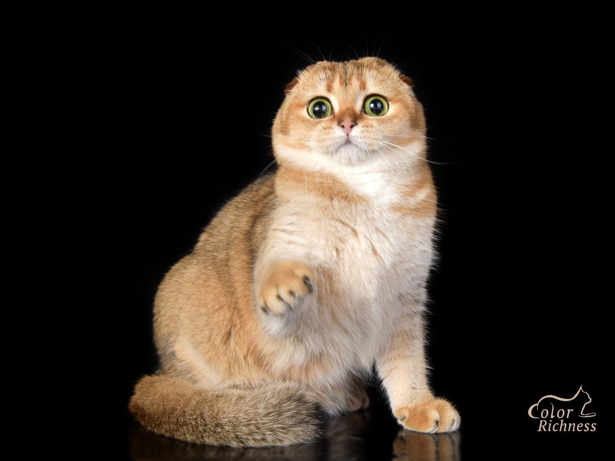 Кошки России