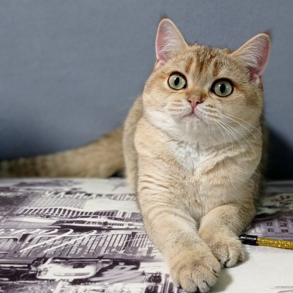 Шотландская скоттиш страйт Золотая шиншилла