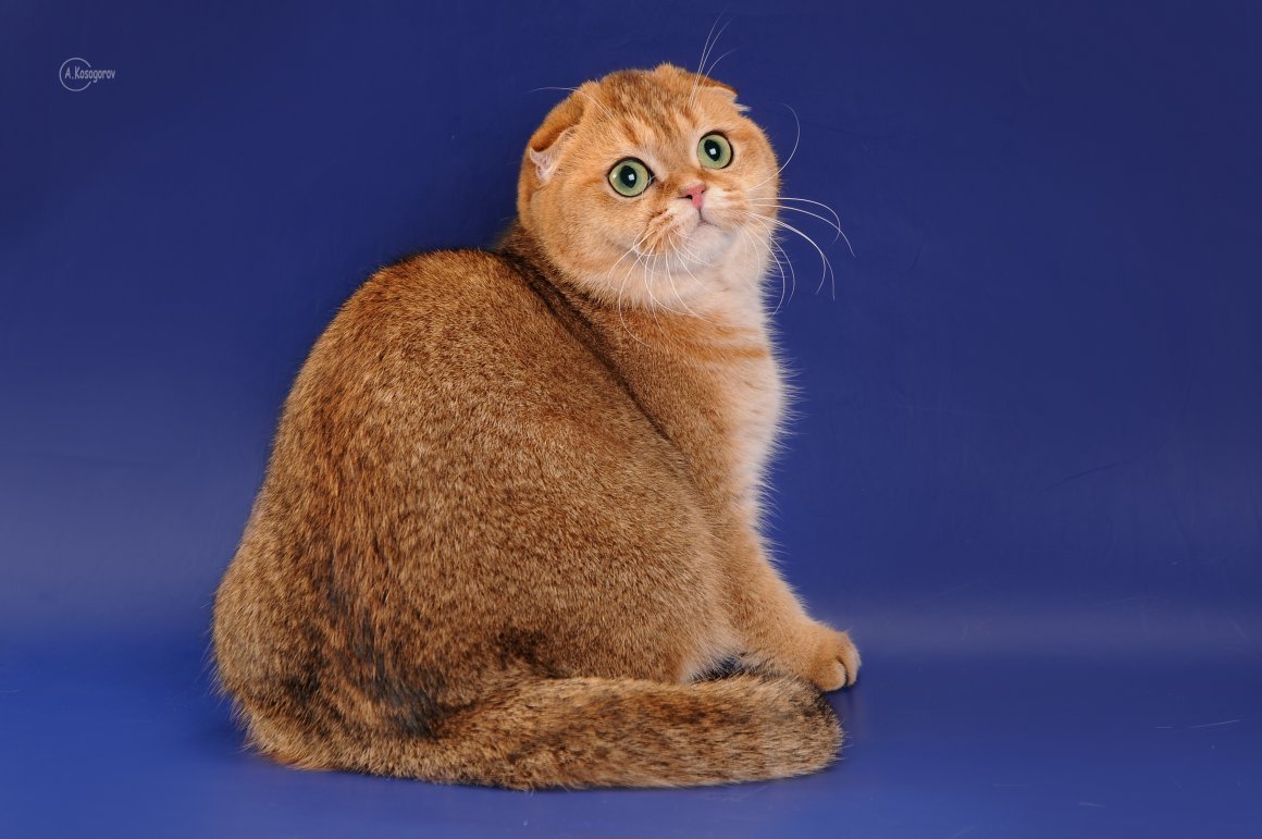 Золотистая шотландская кошка