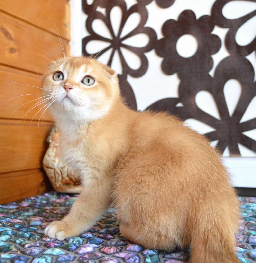 Скоттиш фолд золотой