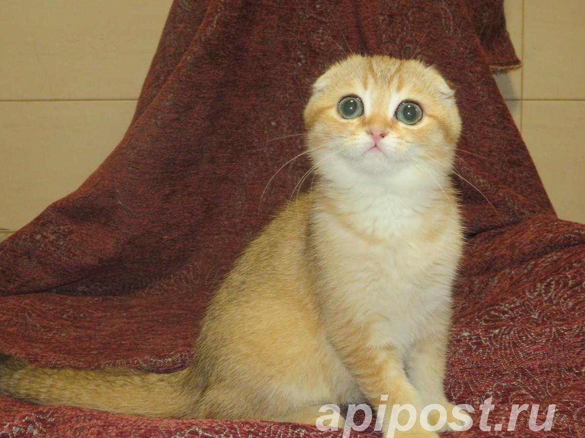 Вислоухие котята