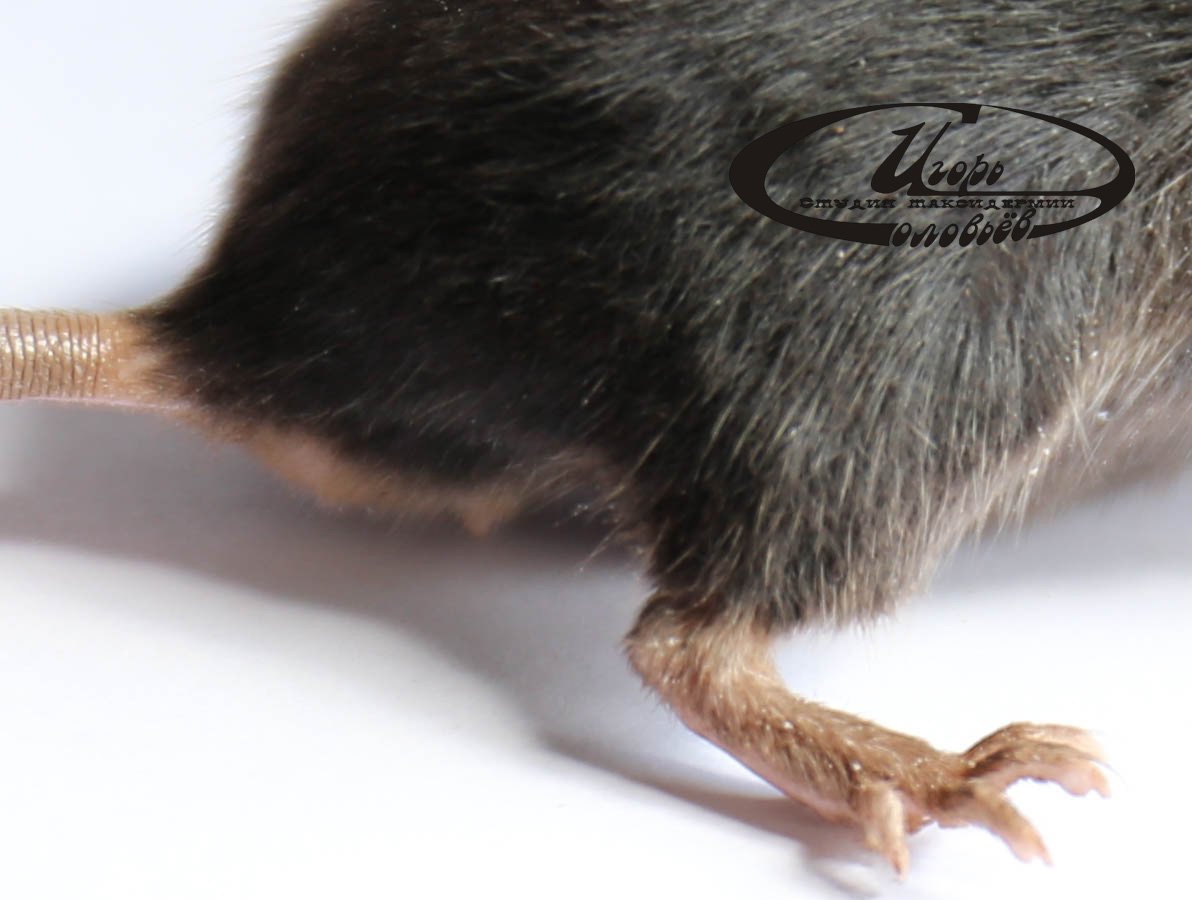 Мышь на задних лапах