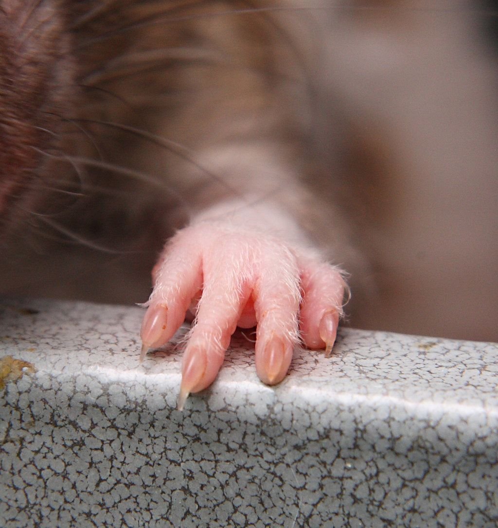 Хомячья лапа