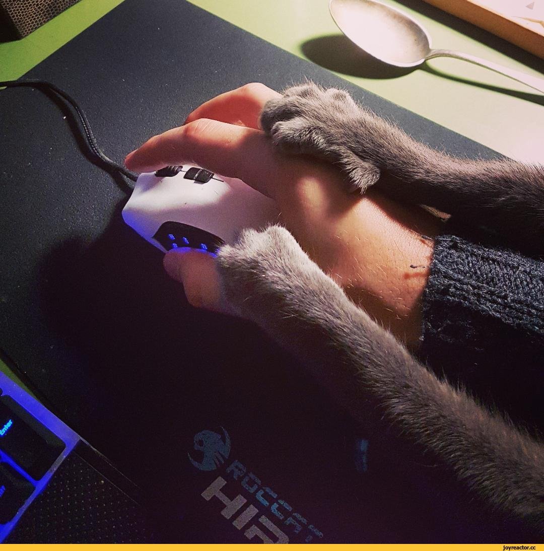 Мышь с кошачьими лапками