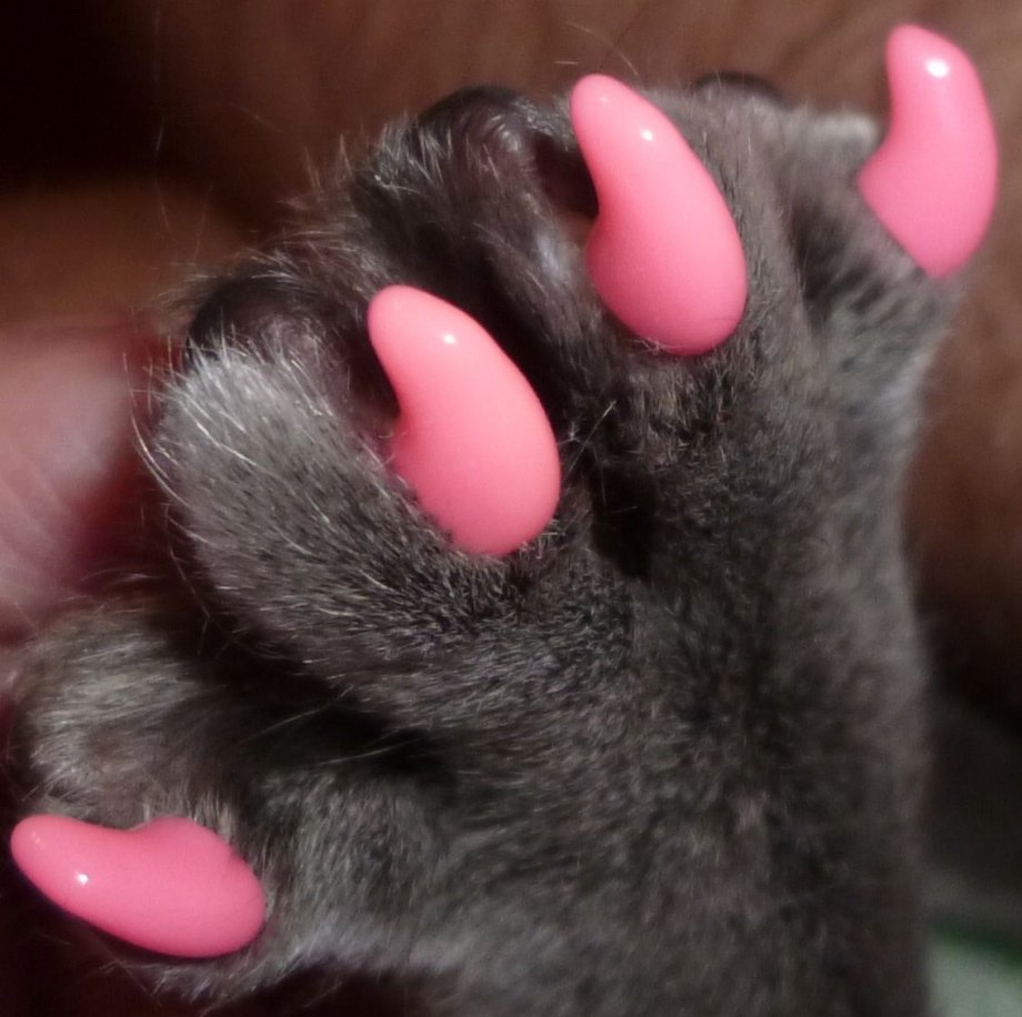 Мягкие лапки коготки царапки