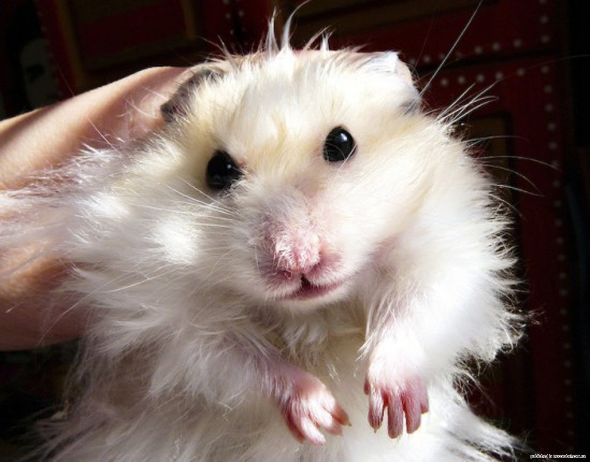 Хищный хомяк