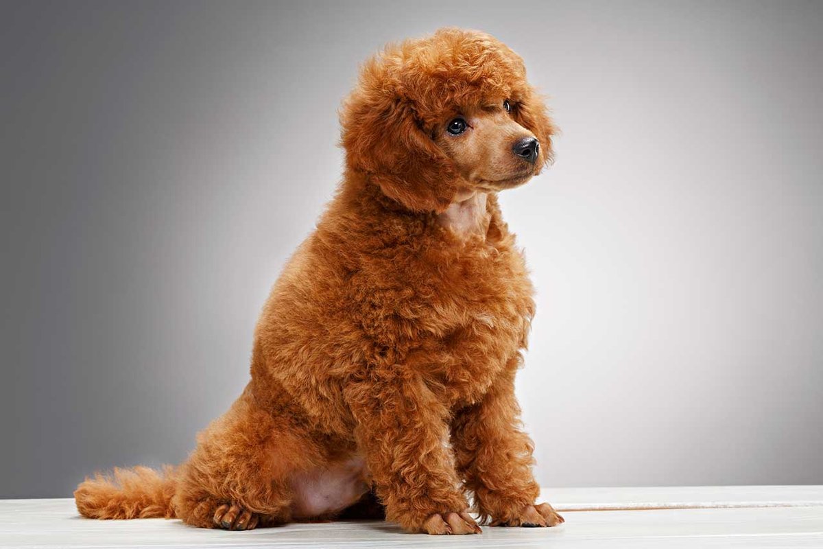 Бишон пудель рыжий