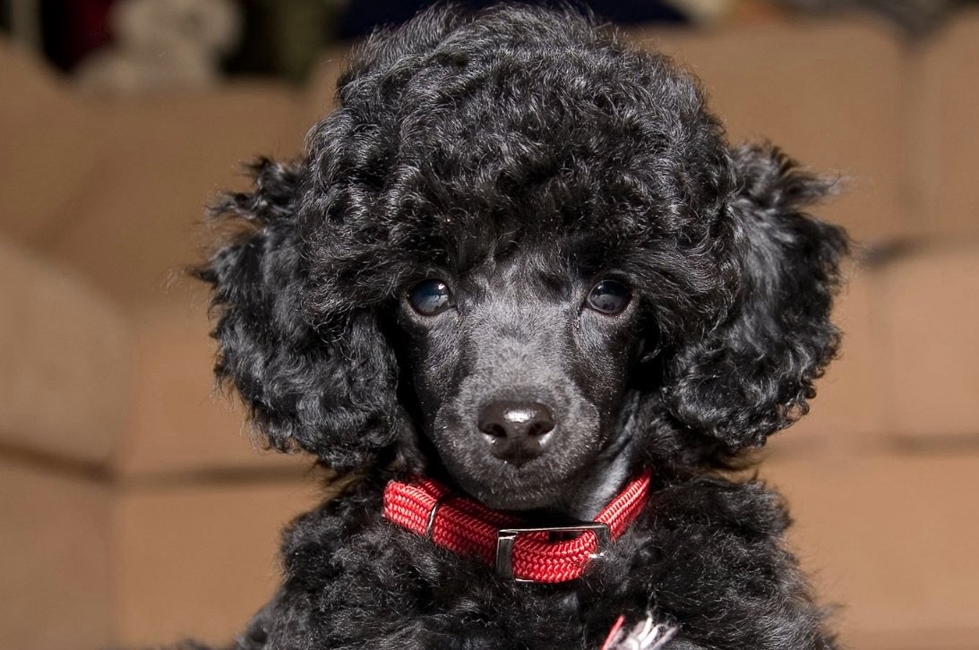 Собачка карликовый пудель