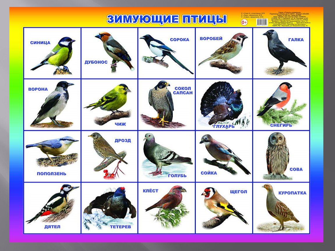 Зимующие птицы Нижегородской области