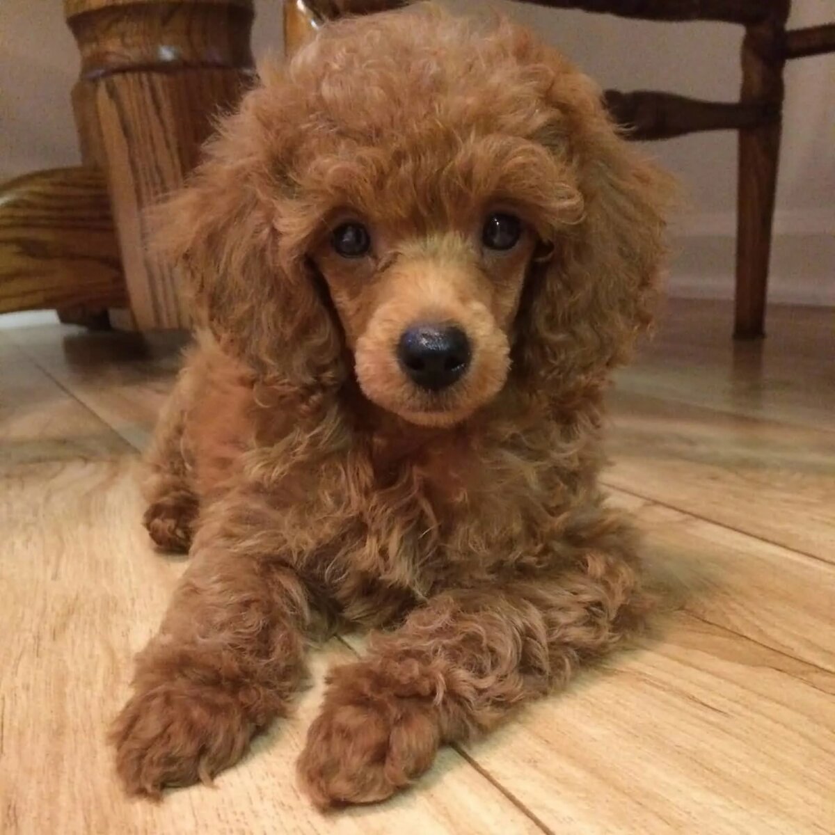 Тикап Тедди пудель