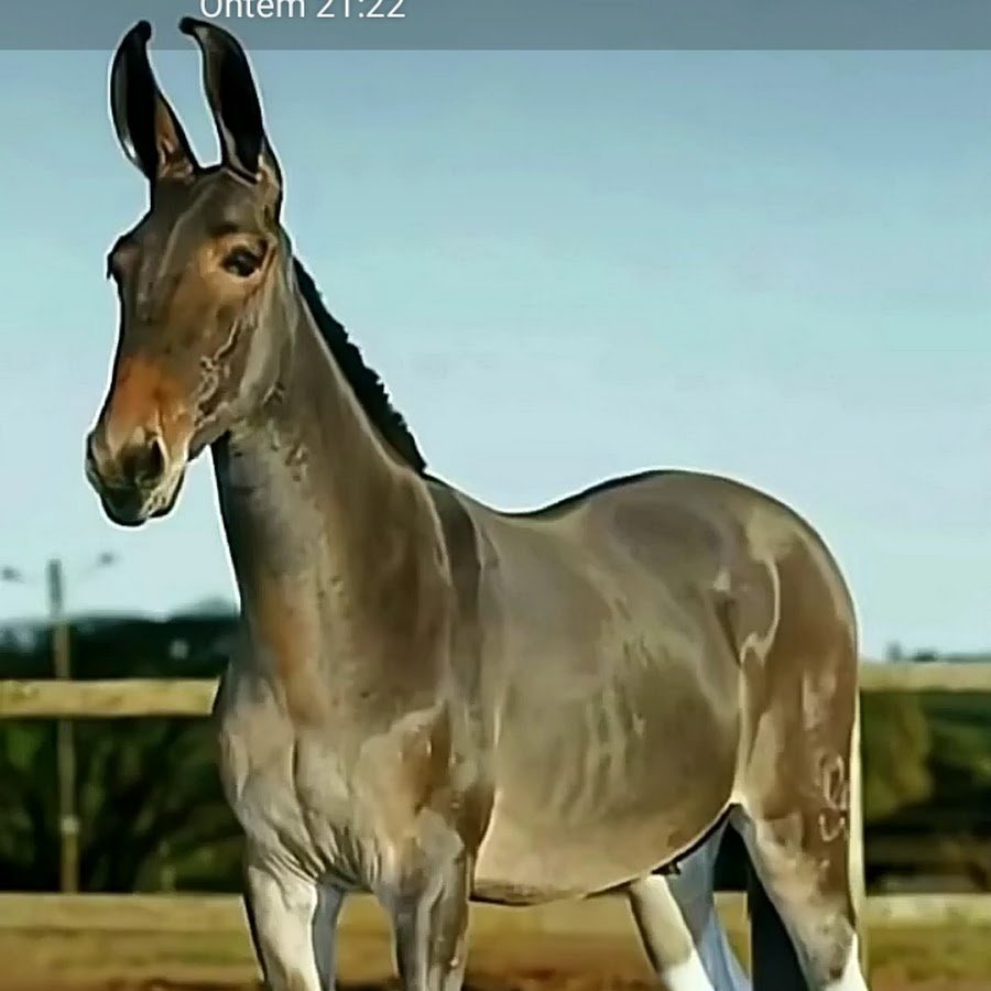 Лошадь породы марвари мул