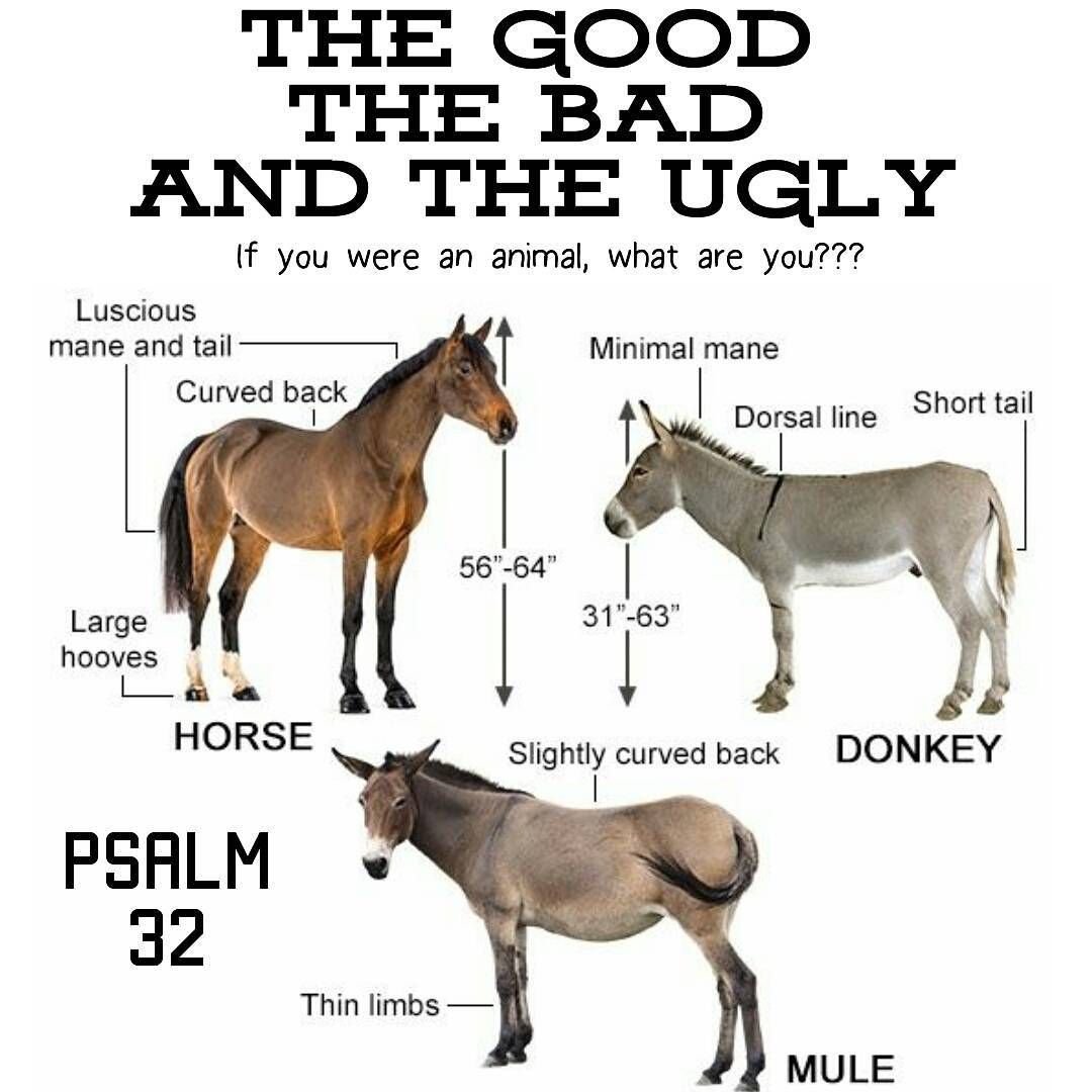 Осел мул и Лошак