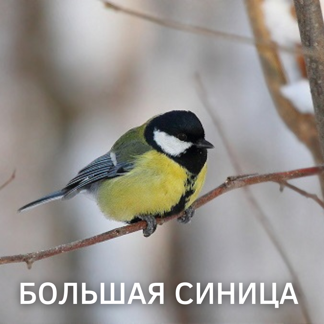 Большая Московская синица