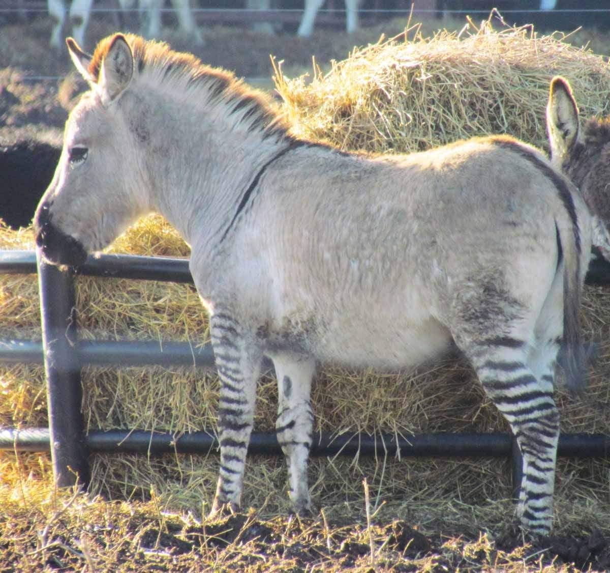 Зеброид гибрид