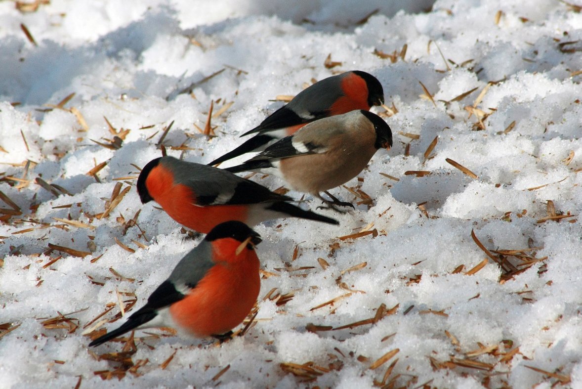 Зимние птицы в городе