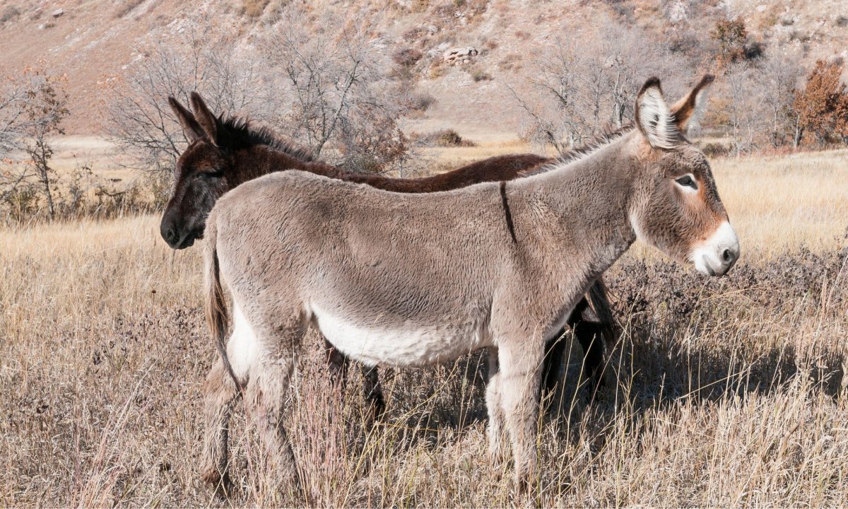 Ишак Бухарский