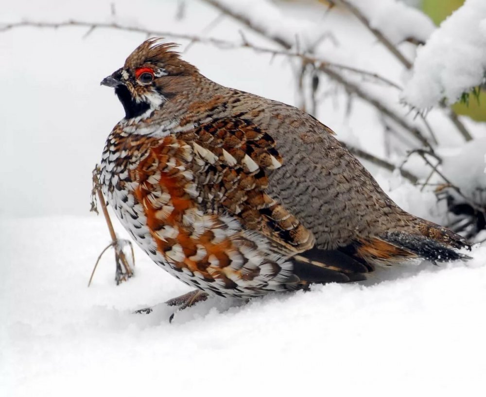Рябчик обыкновенный птица