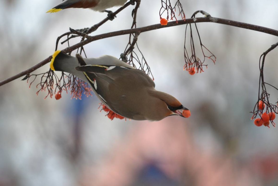 Хохлатая свиристель