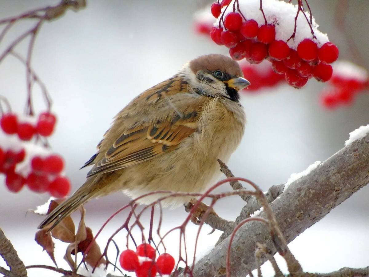 Воробей на рябине