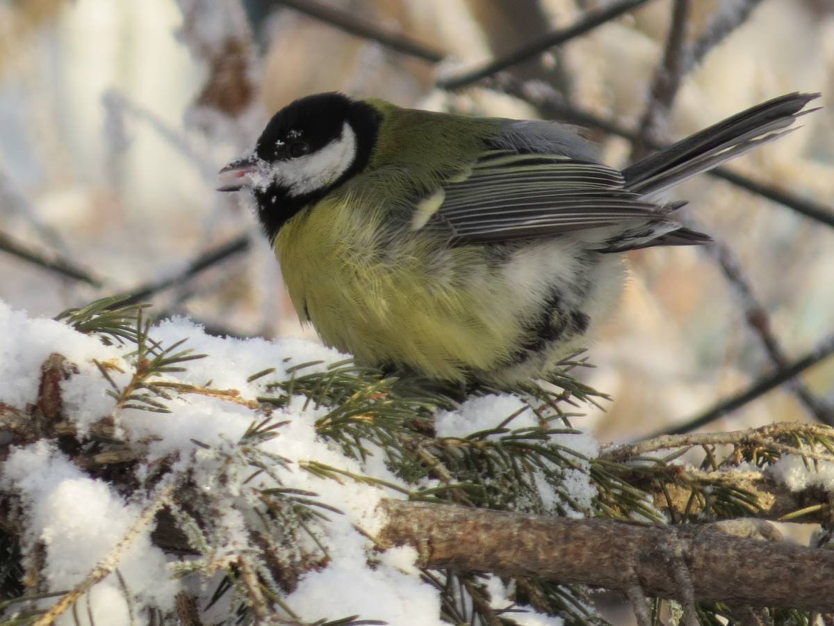 Зимующие птицы Западной Сибири