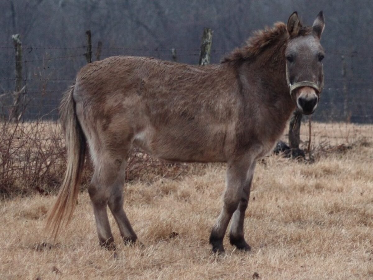 Мул ишак Лошак