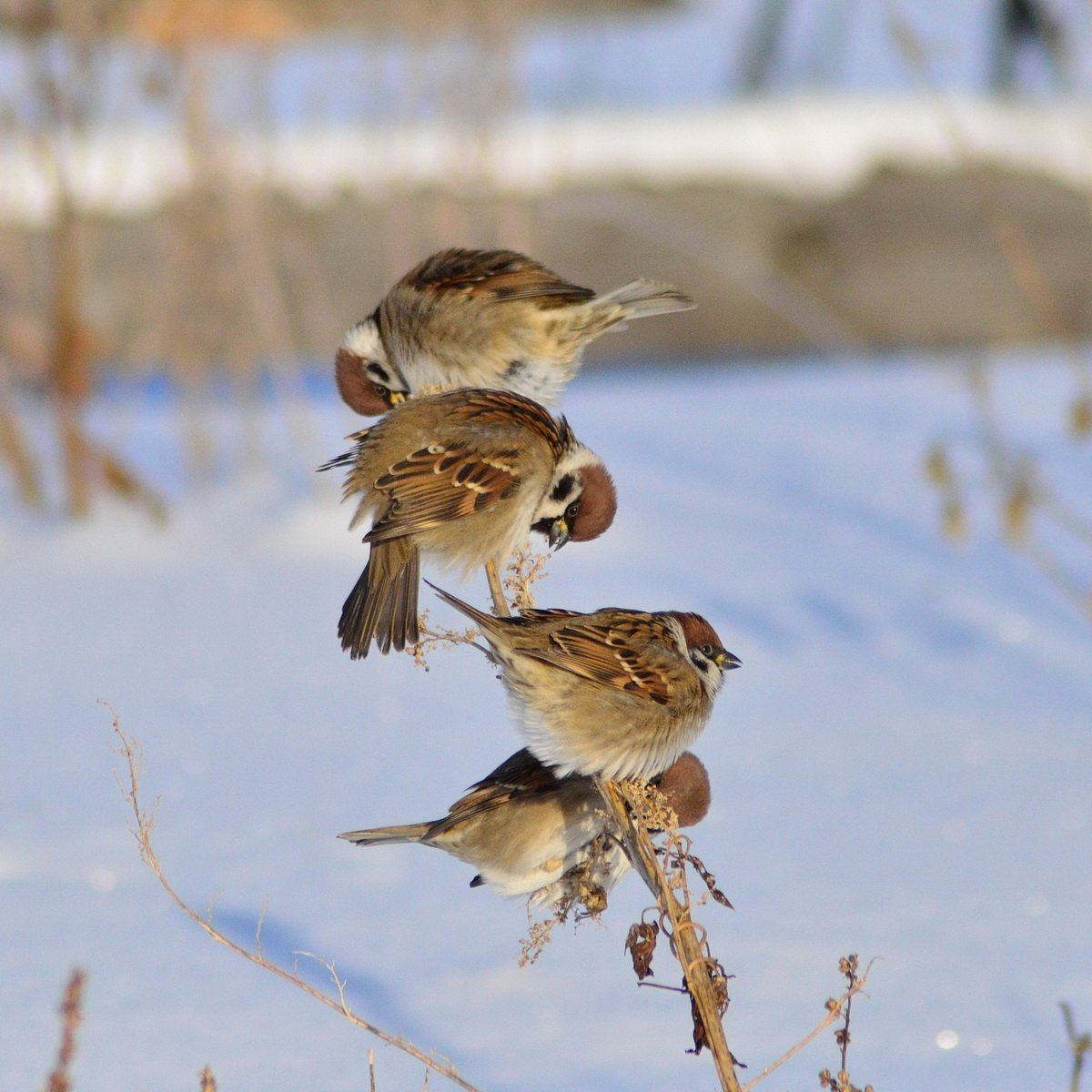 Птицы Сибири
